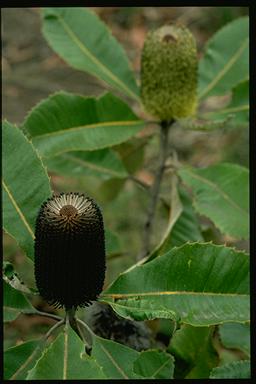 APII jpeg image of Banksia robur  © contact APII