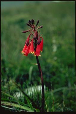 APII jpeg image of Blandfordia punicea  © contact APII