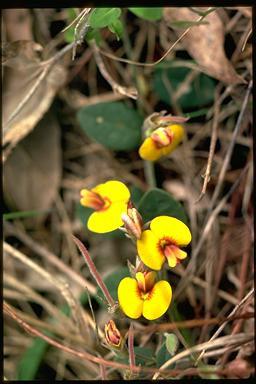 APII jpeg image of Bossiaea prostrata  © contact APII