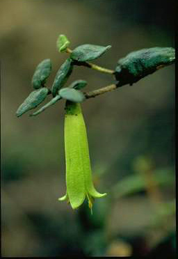 APII jpeg image of Correa reflexa  © contact APII