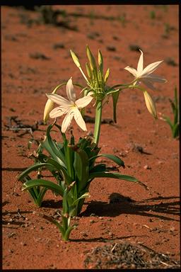 APII jpeg image of Crinum flaccidum  © contact APII