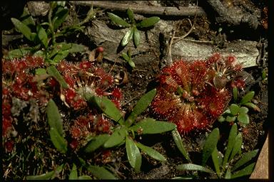 APII jpeg image of Drosera sp.  © contact APII