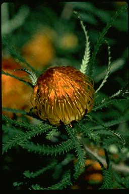 APII jpeg image of Banksia formosa  © contact APII