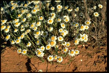 APII jpeg image of Hyalosperma praecox  © contact APII