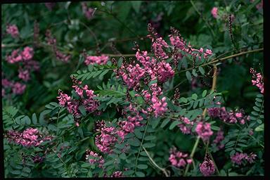 APII jpeg image of Indigofera australis  © contact APII