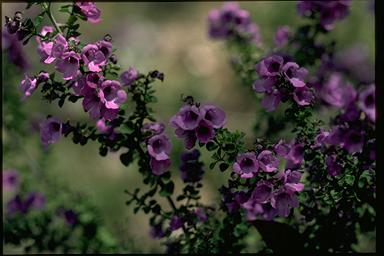 APII jpeg image of Prostanthera sp.  © contact APII