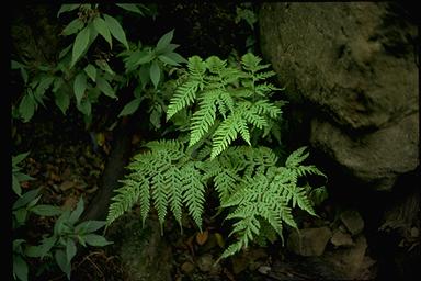 APII jpeg image of Pteris comans  © contact APII