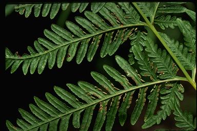 APII jpeg image of Pteris tremula  © contact APII