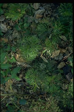 APII jpeg image of Schizaea dichotoma  © contact APII