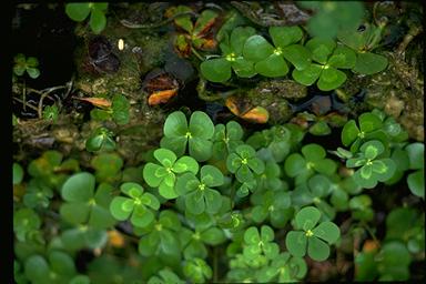 APII jpeg image of Marsilea mutica  © contact APII