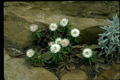 APII jpeg image of Helichrysum lindsayanum  © contact APII