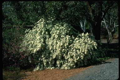 APII jpeg image of Olearia lirata  © contact APII