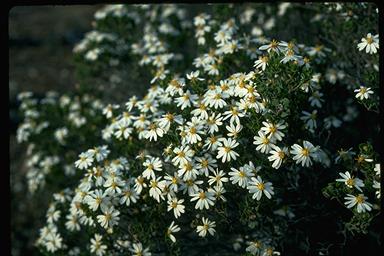 APII jpeg image of Olearia muelleri  © contact APII