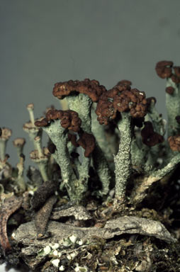 APII jpeg image of Cladonia  © contact APII