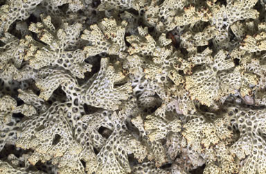 APII jpeg image of Cladia  retipora  © contact APII