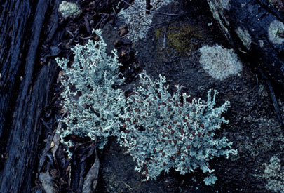 APII jpeg image of Stereocaulon ramulosum  © contact APII