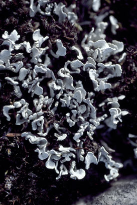 APII jpeg image of Siphula coriacea  © contact APII