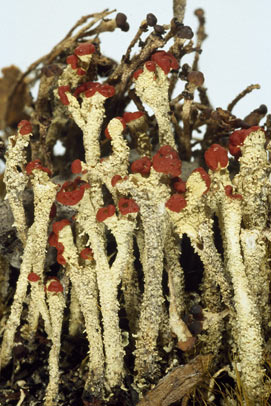 APII jpeg image of Cladonia ustula  © contact APII