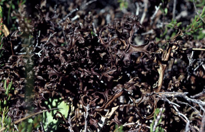 APII jpeg image of Cetraria islandica subsp. antarctica  © contact APII