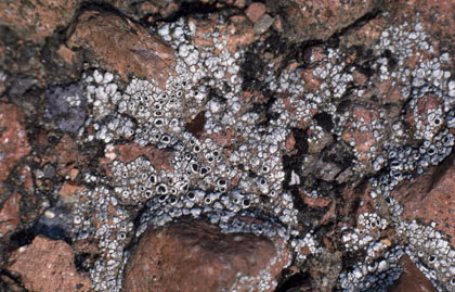 APII jpeg image of Lecanora pseudistera  © contact APII