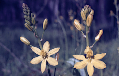 APII jpeg image of Bulbine bulbosa  © contact APII