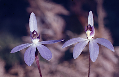 APII jpeg image of Cyanicula caerulea  © contact APII