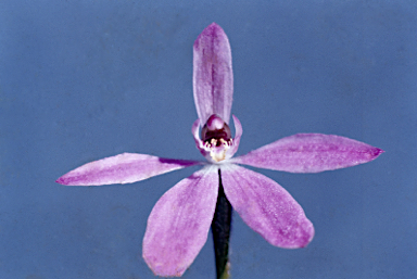 APII jpeg image of Caladenia carnea  © contact APII