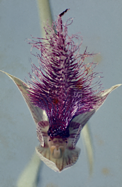 APII jpeg image of Calochilus robertsonii  © contact APII
