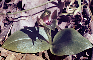 APII jpeg image of Chiloglottis valida  © contact APII