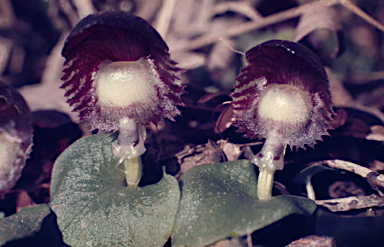 APII jpeg image of Corybas grumulus  © contact APII