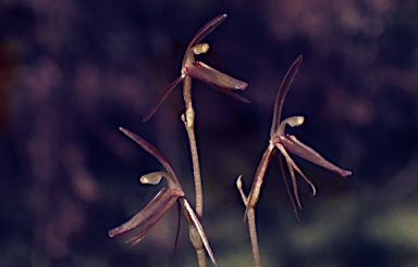 APII jpeg image of Cryptostylis reniformis  © contact APII