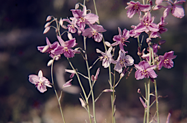 APII jpeg image of Arthropodium strictum  © contact APII