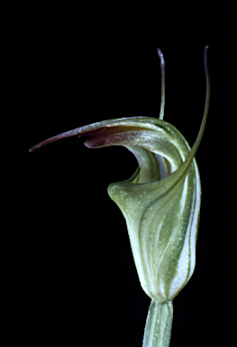 APII jpeg image of Pterostylis atrans  © contact APII