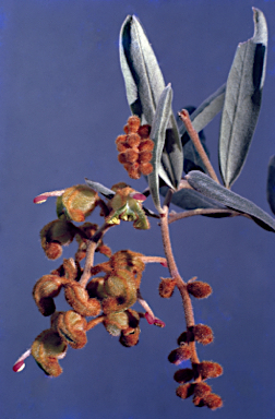 APII jpeg image of Grevillea floribunda  © contact APII