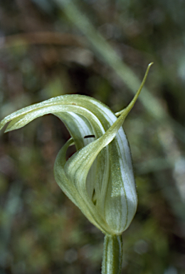 APII jpeg image of Pterostylis monticola  © contact APII