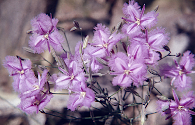 APII jpeg image of Thysanotus tuberosus  © contact APII