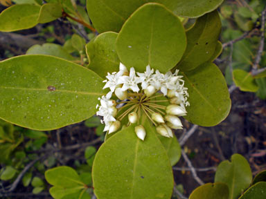 APII jpeg image of Aegiceras corniculatum  © contact APII