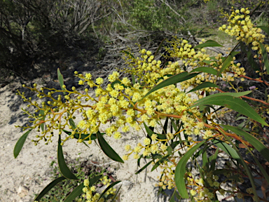 APII jpeg image of Acacia leiophylla  © contact APII