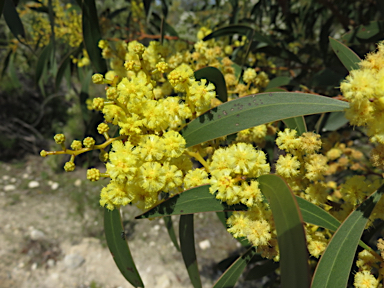 APII jpeg image of Acacia leiophylla  © contact APII