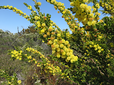 APII jpeg image of Acacia paradoxa  © contact APII