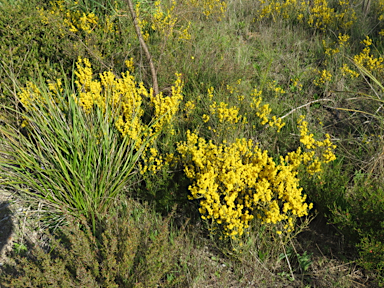 APII jpeg image of Acacia spinescens  © contact APII