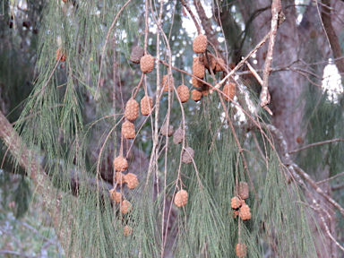 APII jpeg image of Allocasuarina torulosa  © contact APII