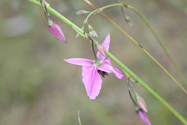 APII jpeg image of Arthropodium fimbriatum  © contact APII