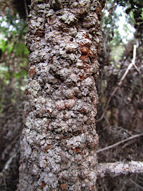 APII jpeg image of Banksia aemula  © contact APII