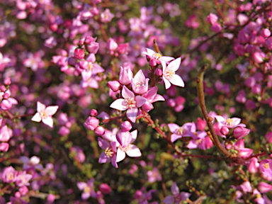 APII jpeg image of Boronia inornata subsp. leptophylla  © contact APII