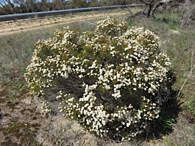 APII jpeg image of Calytrix tetragona  © contact APII