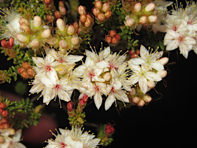 APII jpeg image of Calytrix tetragona  © contact APII