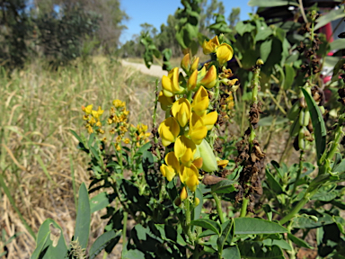 APII jpeg image of Crotalaria mitchellii  © contact APII