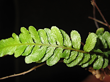 APII jpeg image of Blechnum rupestre  © contact APII