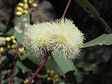 APII jpeg image of Eucalyptus blakelyi  © contact APII